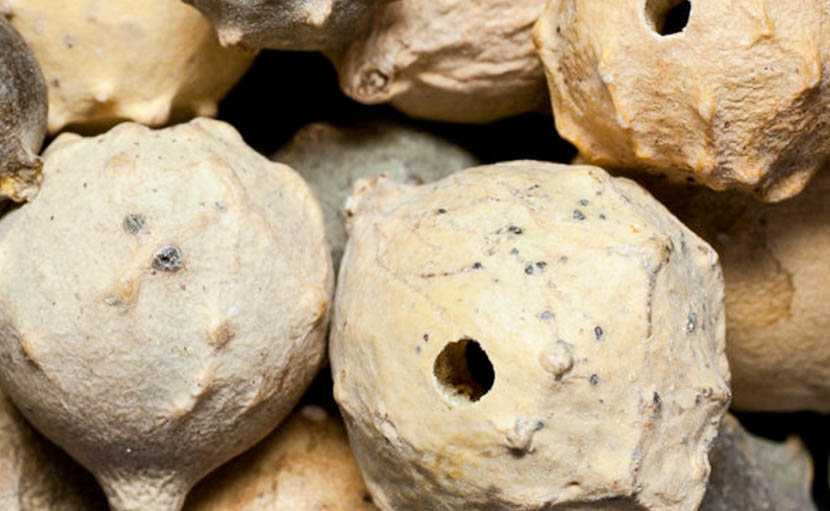 মাজুফল | বিস্ময় নাকি এক ভয়ানক প্রতারণা?