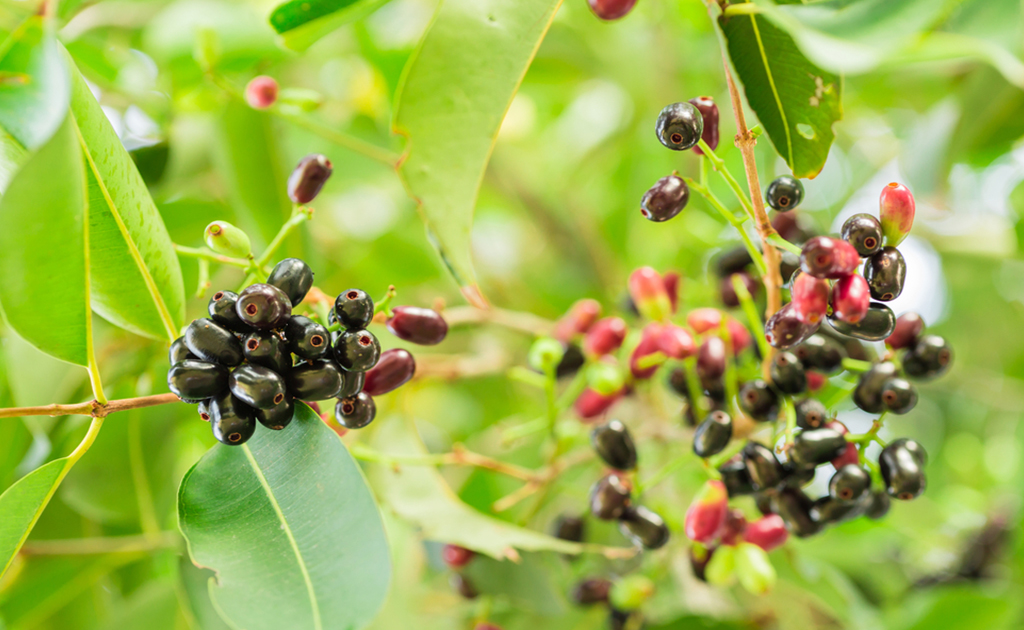 জামের পুষ্টিগুণ | গ্রীষ্মকালীন এই ফল কেন খাবেন?